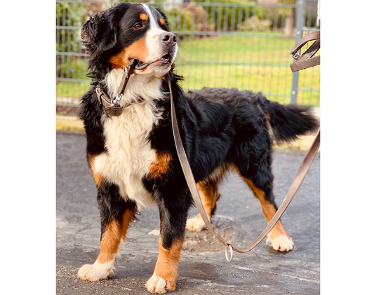 Comment choisir la laisse idéale pour votre chien : conseils pratiques...