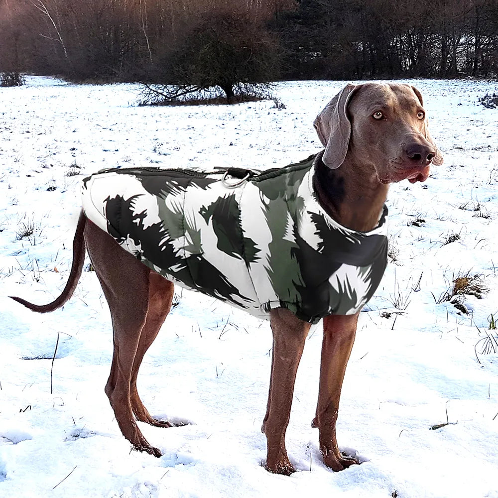Veste imperméable hiver pour chien
